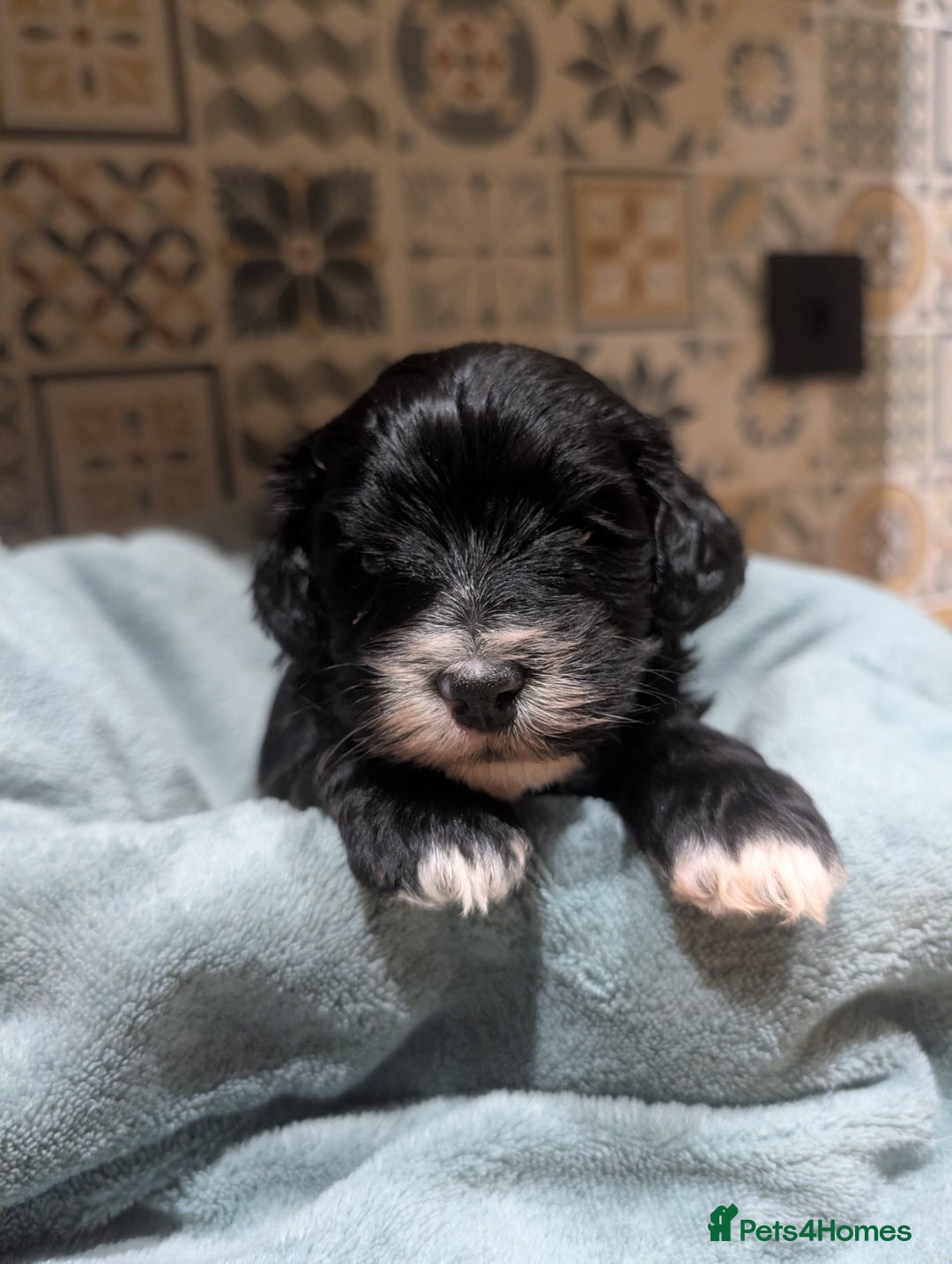 Mixed Breed dogs for sale: Stunning litter of F1B Ttoodle puppies - Advert 9