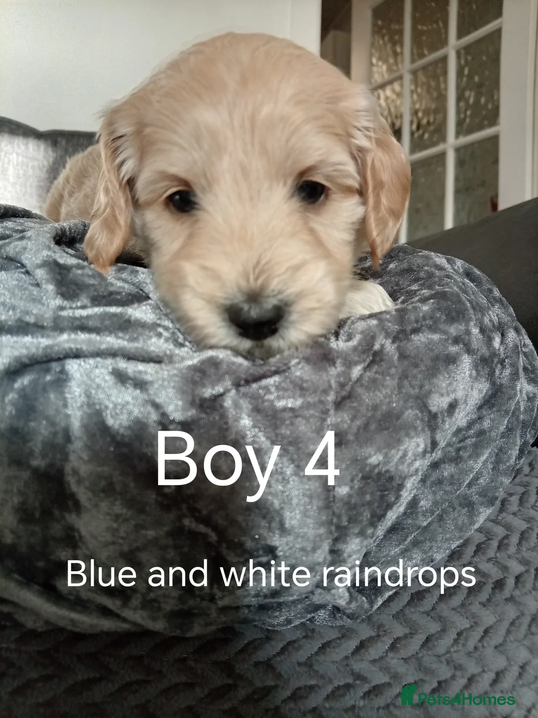 Cockapoo dogs for sale: 8 Beautiful Cockapoo Puppies - Advert 32