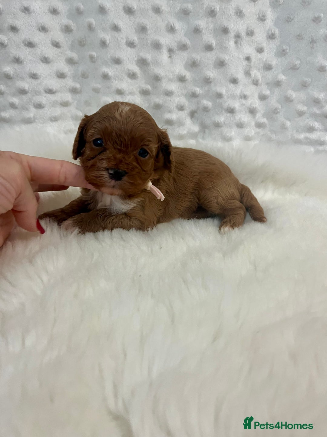 Cavapoo dogs for sale: Top Class Extensively tested F1 Toy Cavapoo pups - Image 2