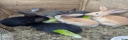 Continental Giant rabbits for sale: Six baby continental giant rabbits in Honiton - Advert 1