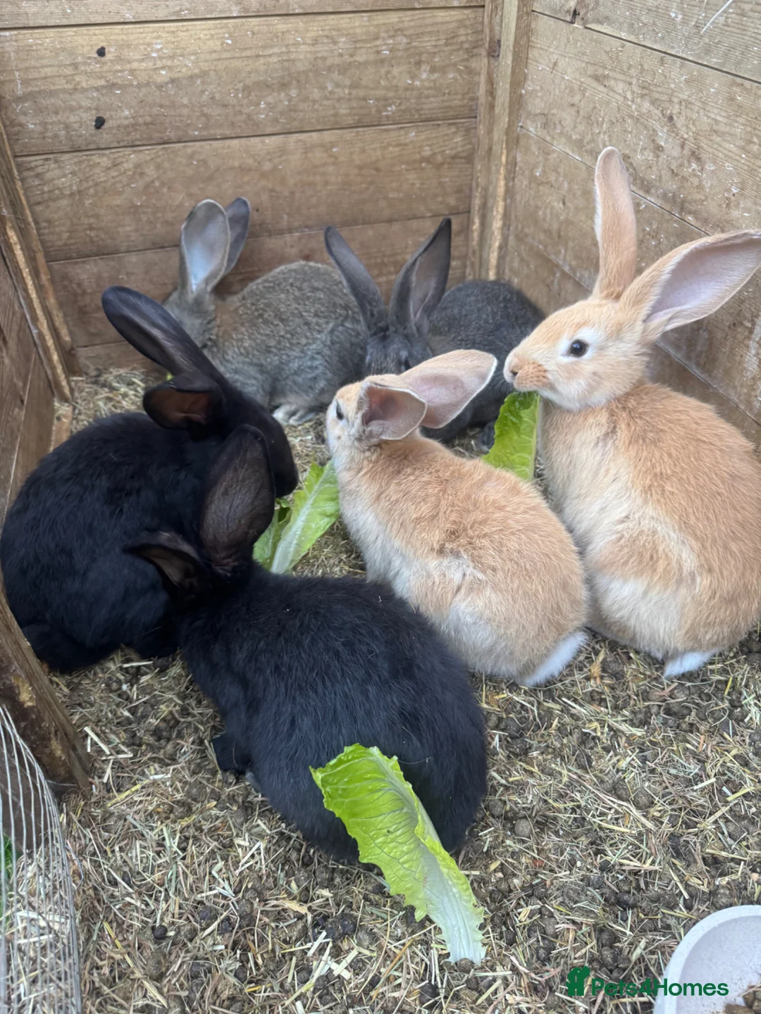 Continental Giant rabbits for sale: Six baby continental giant rabbits in Honiton - Advert 1