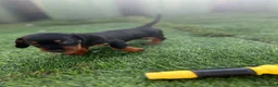 Miniature Dachshund dogs for sale: Mini dachshund boy in Coventry - Advert 4
