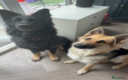 German Shepherd dogs for sale: 🐾 Beautiful German Shepherds 🐾 - Image 3