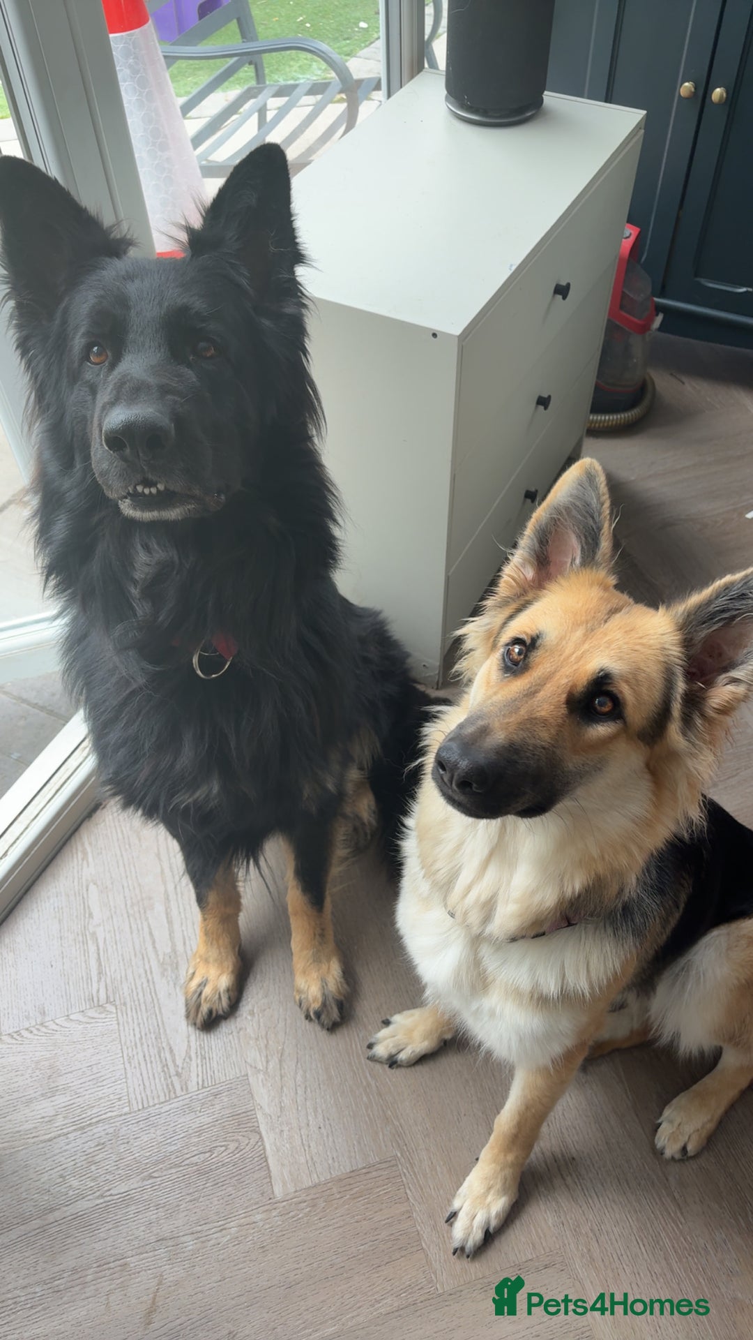 German Shepherd dogs for sale: 🐾 Beautiful German Shepherds 🐾 - Image 3