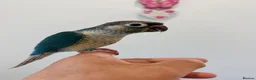 Conures birds for sale: HAND REARED TAME BABY CONURES  - Advert 10