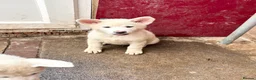Japanese Akita Inu dogs for sale: Japanese Akita Puppies  - Advert 15