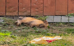 Mini Lop rabbits for sale: Mini lop free to a good home - Image 2