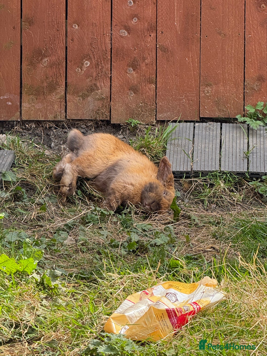 Mini Lop rabbits for sale: Mini lop free to a good home - Image 2