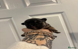 French Bulldog dogs for sale: The final 3 Kc registered French Bulldogs🐾 - Image 16
