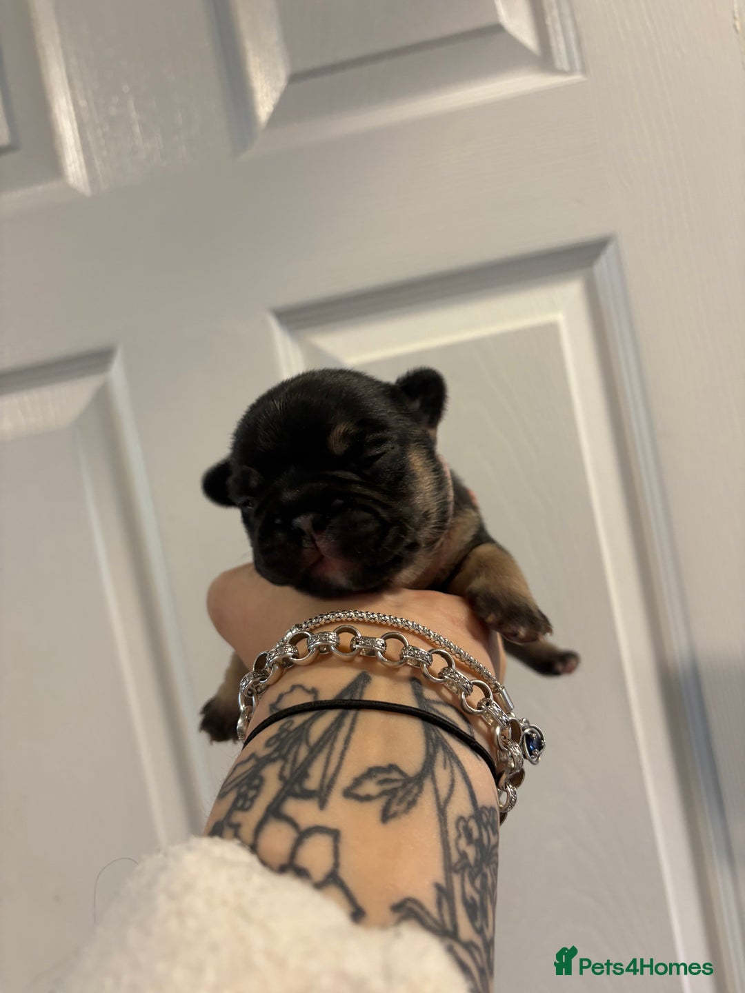 French Bulldog dogs for sale: The final 3 Kc registered French Bulldogs🐾 - Image 16