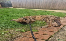 Presa Canario dogs for sale: Kovu  - Image 1