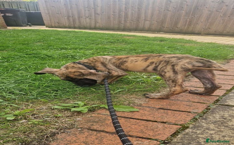 Presa Canario dogs - Advert 5