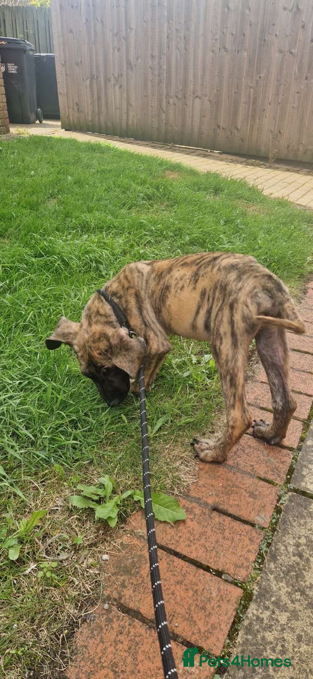 Presa Canario dogs for sale: Kovu  - Image 1