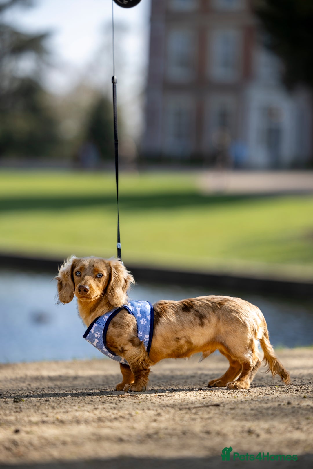 Miniature Dachshund dogs for stud: Chocolate Dapple mini dachshund stud  - Advert 18
