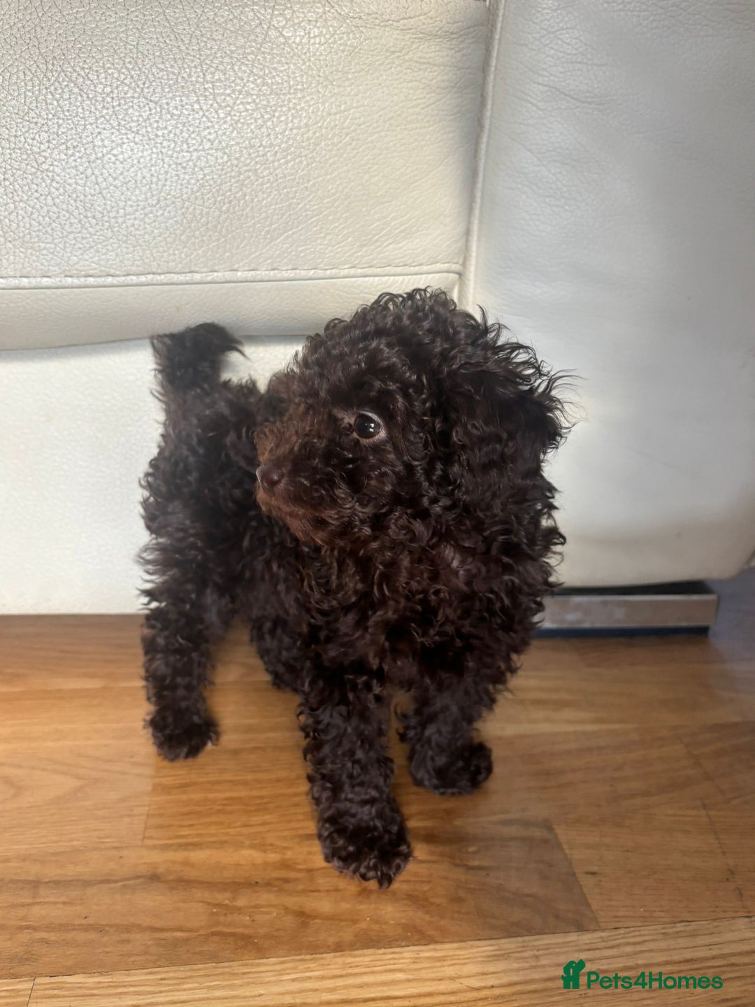 Toy Poodle dogs for sale: Chocolate Toy Poodle - Advert 4