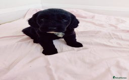 Cockapoo dogs for sale: Gorgeous Cockapoo Puppies  - Image 12