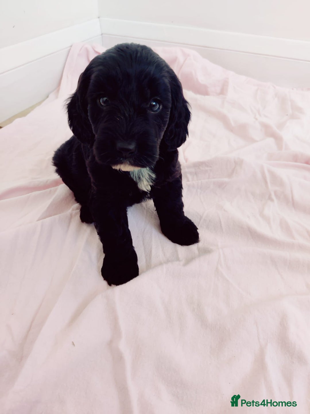 Cockapoo dogs for sale: Gorgeous Cockapoo Puppies  - Image 12