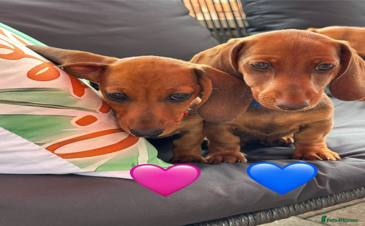 Miniature Dachshund dogs - Advert 1