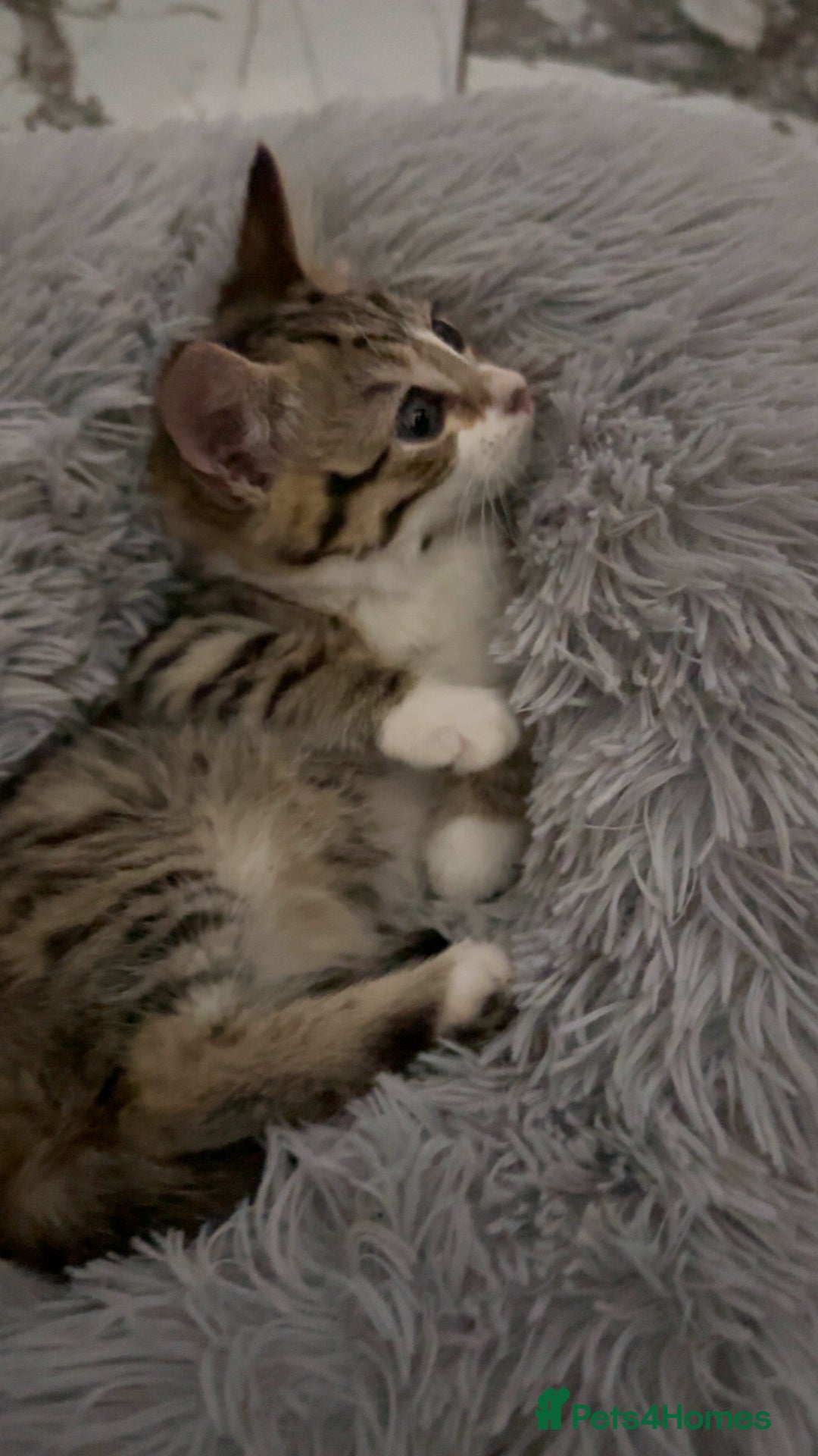 Domestic Shorthair cats for sale: Adorable tabby kitten - Advert 6
