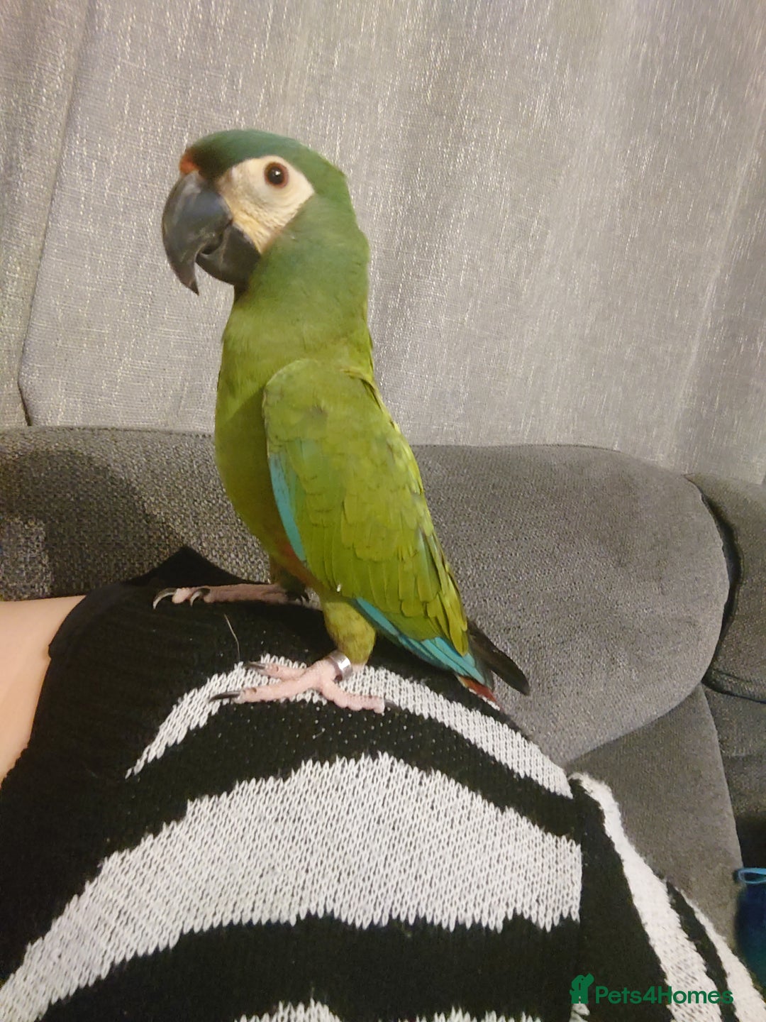 Macaws birds for sale: Illigers Macaw - Image 13