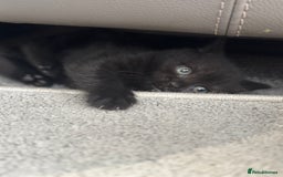British Shorthair cats for sale: Stunning British shorthair kittens  - Image 12