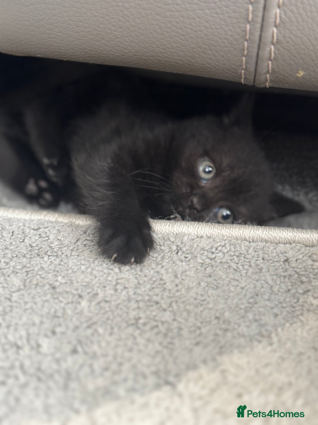 British Shorthair cats for sale: Stunning British shorthair kittens  - Image 12