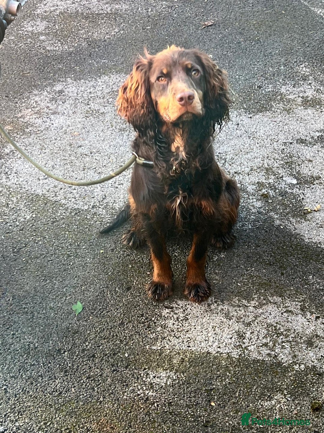 Cocker Spaniel dogs for sale: 🐶⭐️ Fantastic Working cocker spaniels  - Advert 7