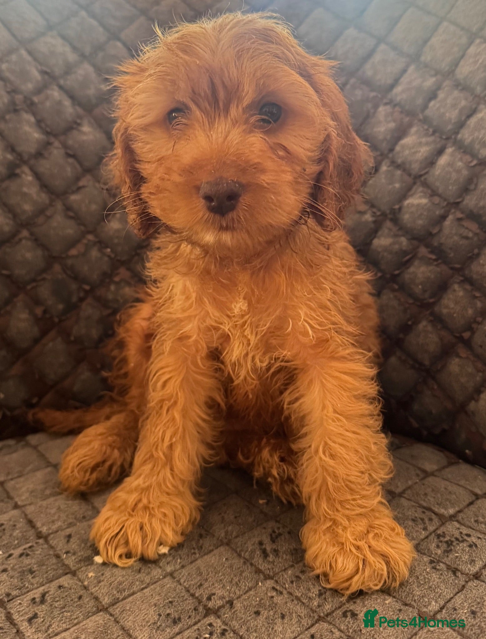Cockapoo dogs Cockapoo Puppies – Boys and Girls Available - Advert 1