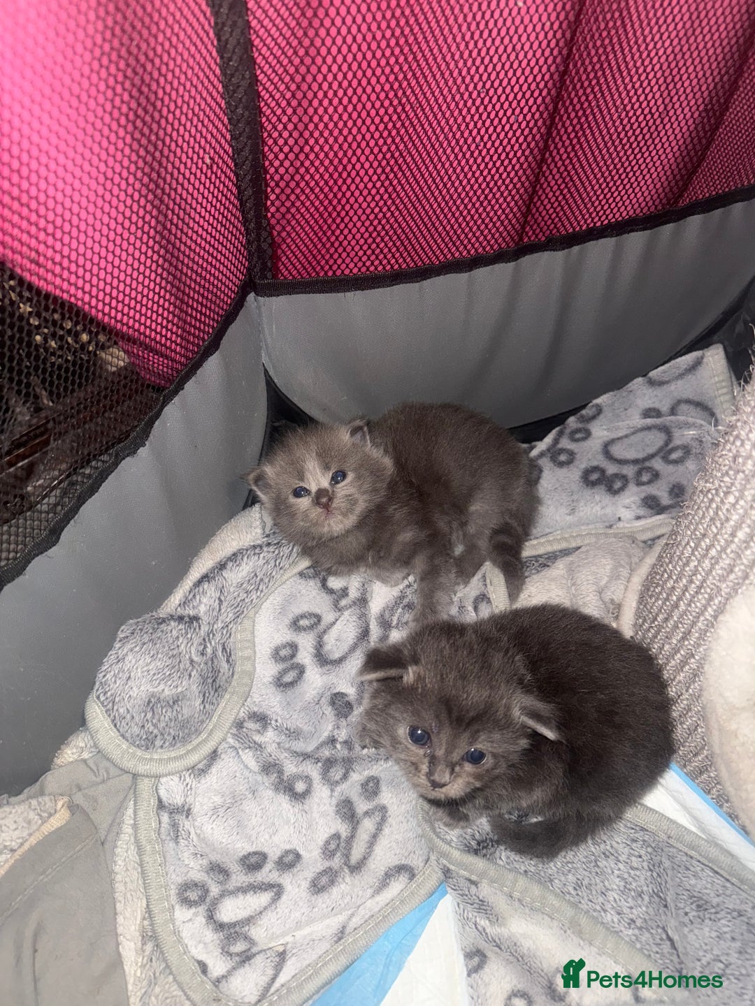 Ragdoll cats for sale: Ragdoll cross Norwegian forest cat - Image 6