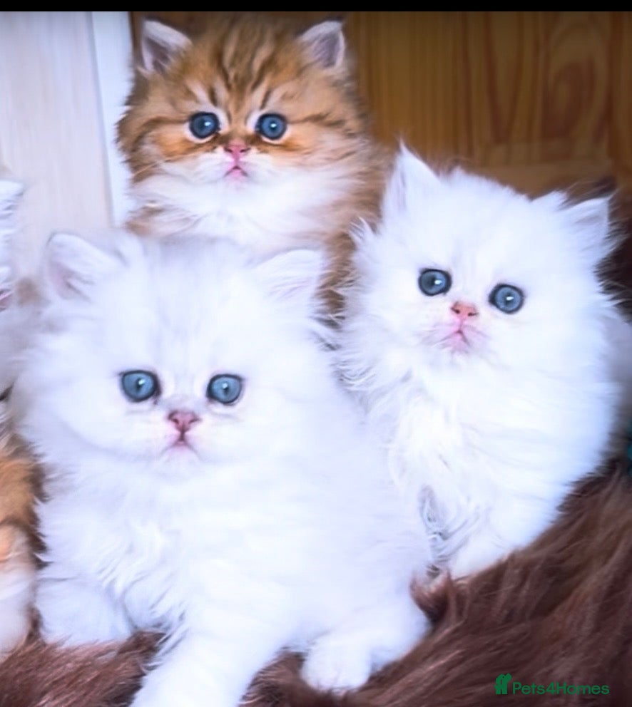 Persian cats for sale: Exeptionally Beautiful Chinchilla Persians - Advert 1