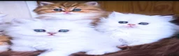 Persian cats for sale: Exeptionally Beautiful Chinchilla Persians - Advert 1