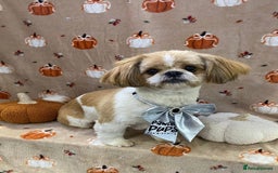 Shih Tzu dogs for sale: 🐾 Sweet Shih Tzu Looking for a Loving Home 🐾 - Image 4