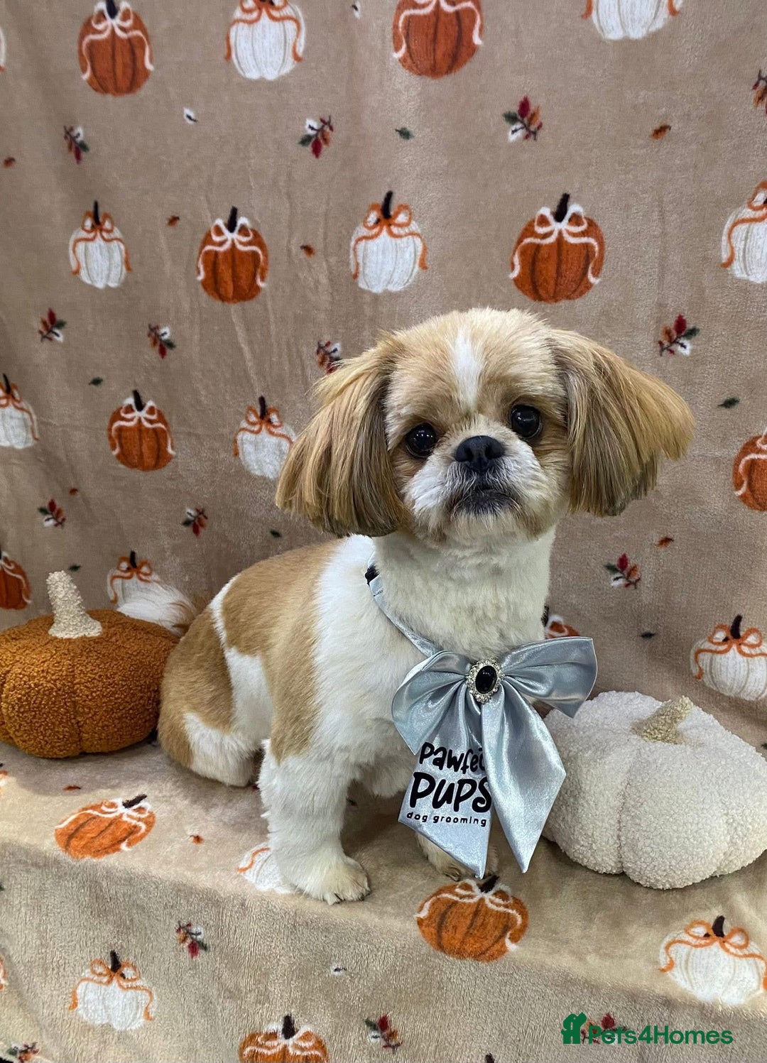 Shih Tzu dogs for sale: 🐾 Sweet Shih Tzu Looking for a Loving Home 🐾 - Image 4