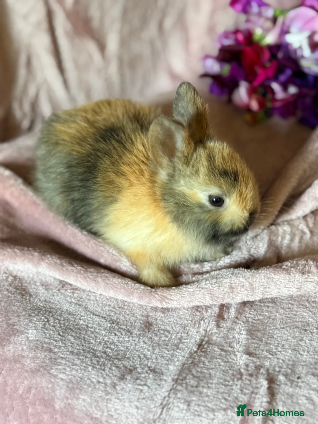 Netherland Dwarf rabbits for sale: Beautiful Neverland Dwarf Pure Breeds in Yeovil - Advert 2