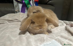 French Lop rabbits for sale: French lops - Advert 5