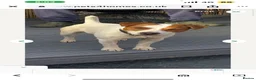 Jack Russell dogs for sale: Jack Russell puppies  in Rotherham - Advert 3