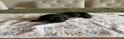 Dachshund dogs for sale: Standard kc Dachshund puppys  in Halifax - Advert 24