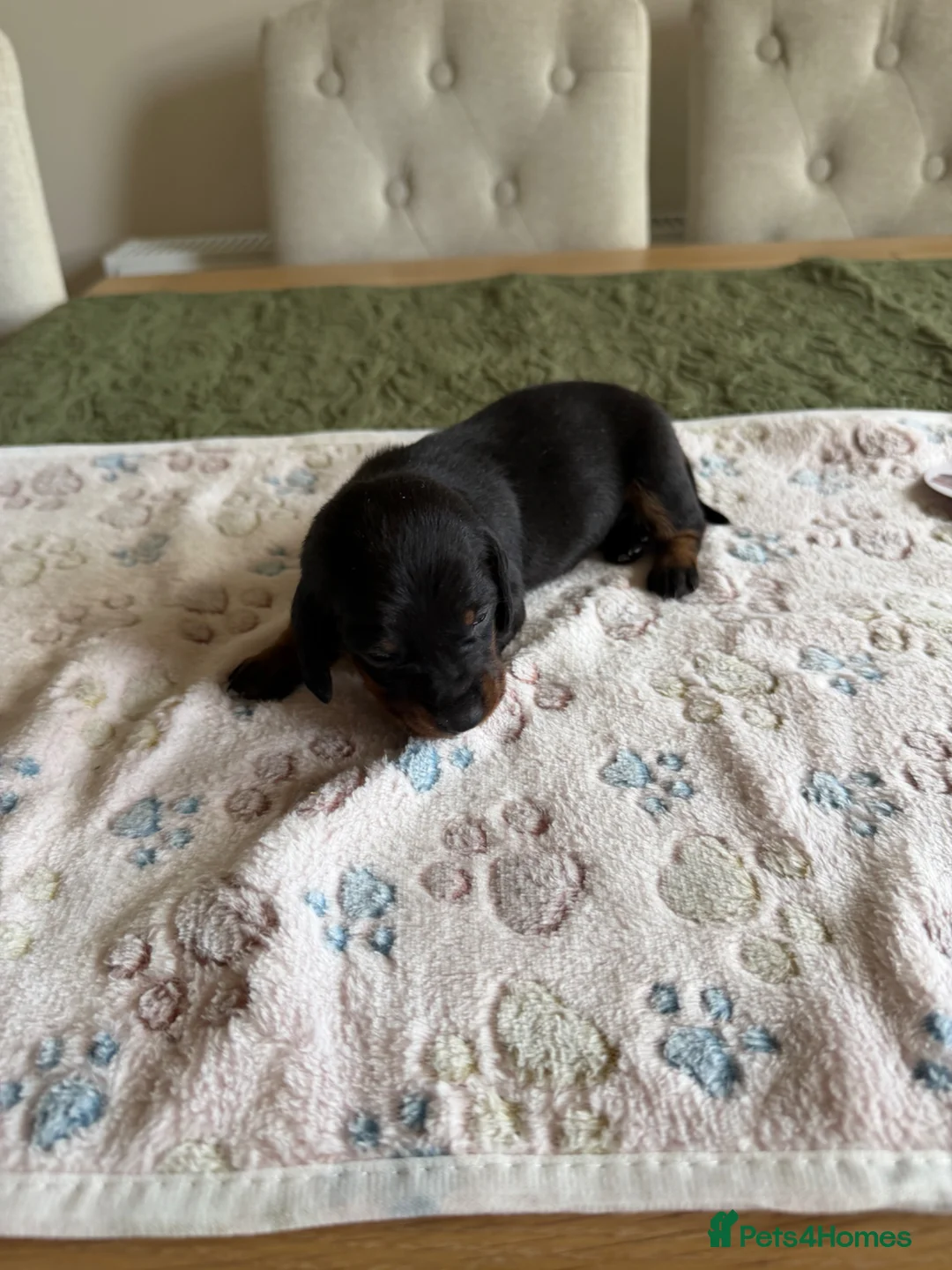 Dachshund dogs for sale: Standard kc Dachshund puppys  in Halifax - Advert 24
