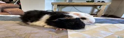 Guinea Pig rodents for sale: Baby boy guinea pig brothers 7 weeks - Advert 2