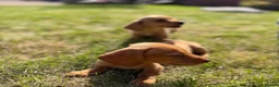 Miniature Dachshund dogs for sale: READY TO LEAVE🏆💙💖 KC REG 5 STAR BREEDER💙💖🏆 - Advert 38
