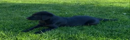 Labrador Retriever dogs for sale: Well bred KC Reg Male Puppy - Advert 4