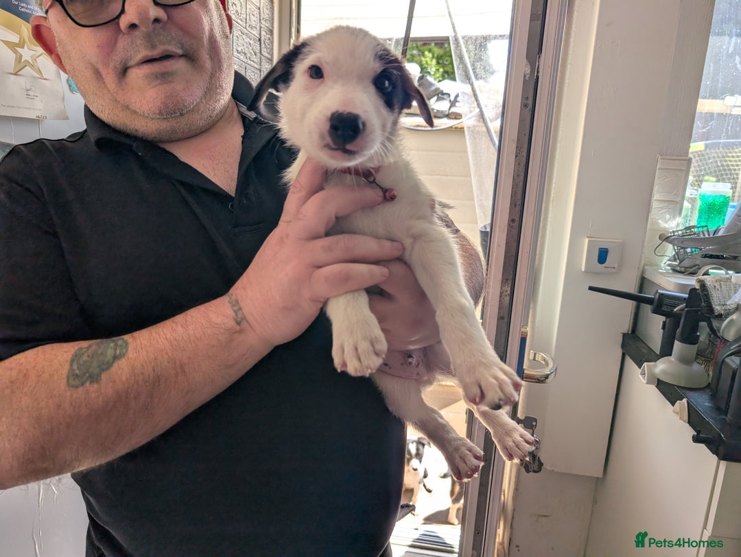 Border Collie dogs for sale: Border collie puppies  - Image 4