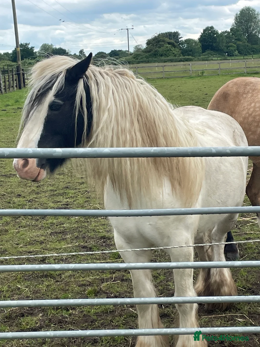 Irish Cob horses for sale: Lovely poppet 13hh - Advert 9
