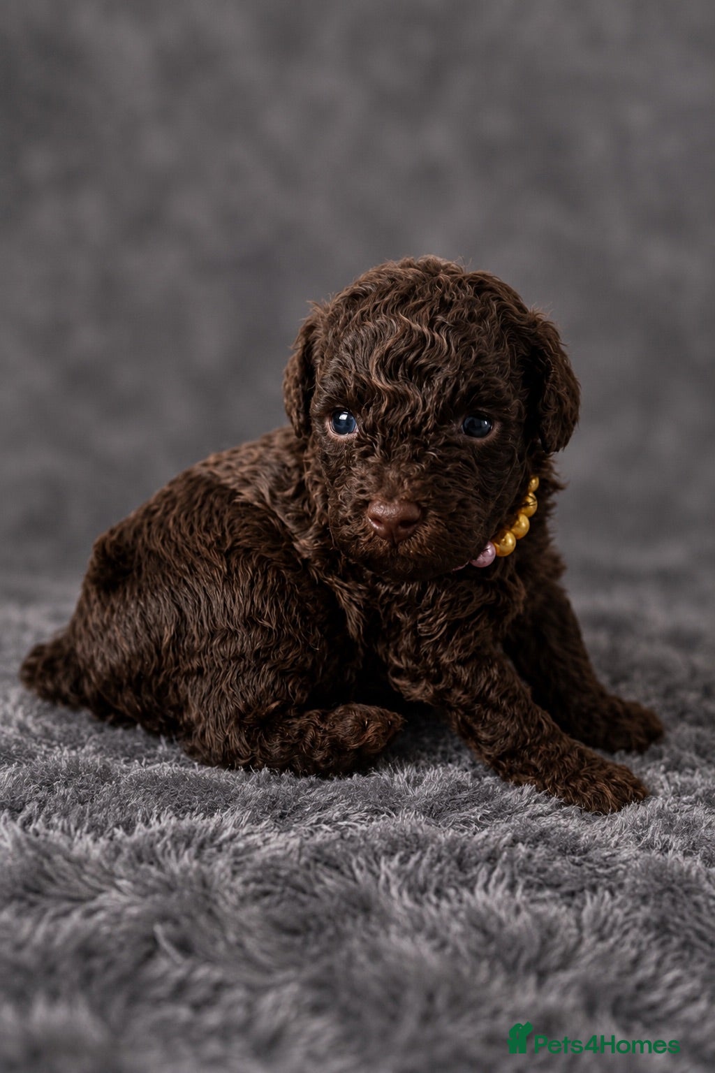 Toy Poodle dogs Male and Female available for reservation! - Advert 1