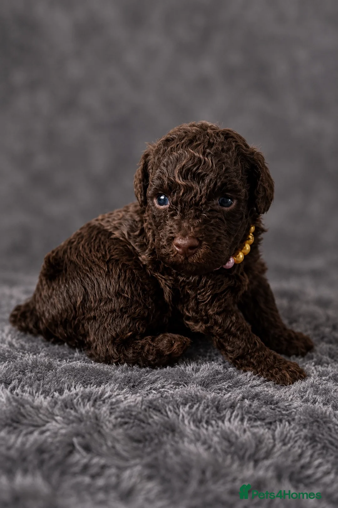 Toy Poodle dogs for sale: Male and Female available for reservation! - Advert 1