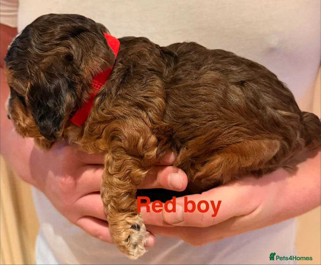 Cockapoo dogs for sale: 6 beautiful Cockerpoo  - Advert 7