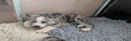 Japanese Akita Inu dogs for sale: Akita puppies pedigree for forever loving homes - Advert 20