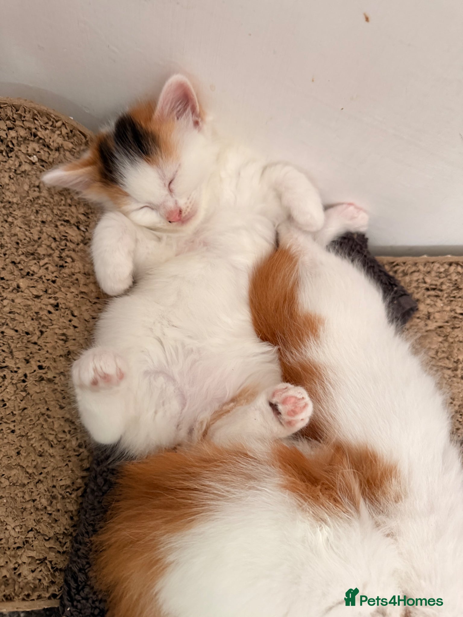 Mixed Breed cats 4 gorgeous playful little ones  - Advert 2