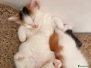 Mixed Breed cats 4 gorgeous playful little ones - Advert 2