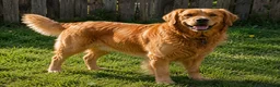 Golden Retriever dogs for sale: 🐾 Golden Retriever Puppies – Raised with Love 🐾 - Advert 33